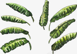 手绘香蕉叶素材