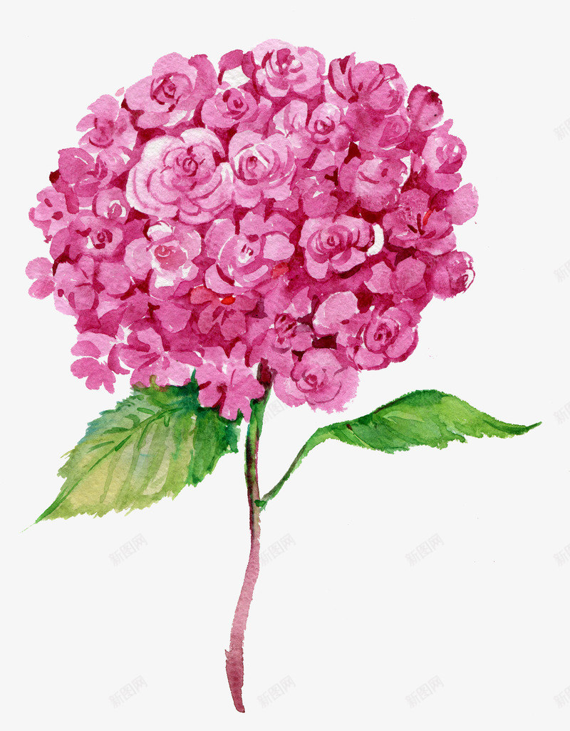 粉色盛开的鲜艳花朵png免抠素材_新图网 https://ixintu.com 手绘植物 手绘花朵 植物 粉色花朵 绿植 花朵