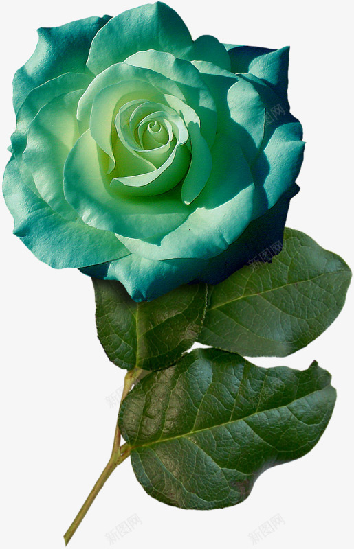 一朵有颜色的花png免抠素材_新图网 https://ixintu.com 实物 小清新 绿叶 花朵 青绿色 颜色
