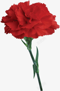 红色鲜艳花朵母亲节素材
