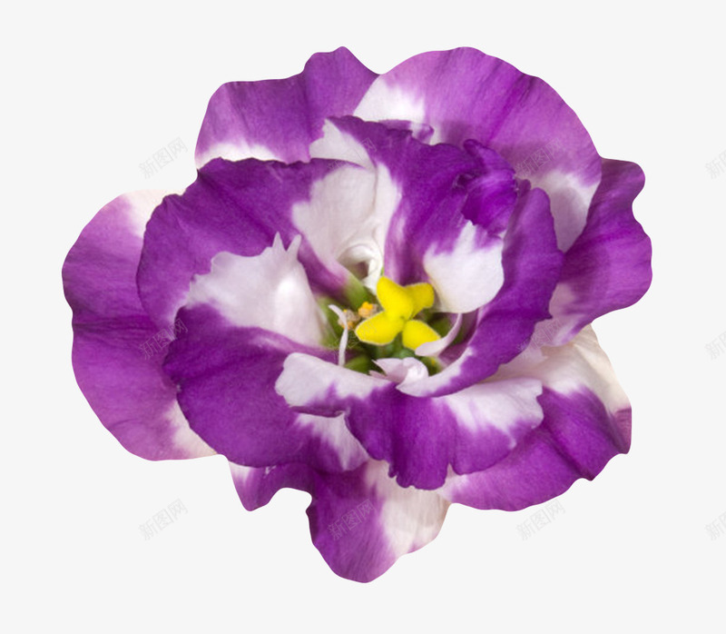 紫色植物带白色的一朵大花实物png免抠素材_新图网 https://ixintu.com 一朵大花 发白 植物界 残旧 花冠 花卉 花萼 草本植物 鲜艳 黄芯