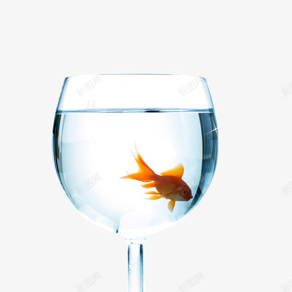 高脚杯的鱼儿png免抠素材_新图网 https://ixintu.com 小鱼 清水 红色 酒杯 高脚杯