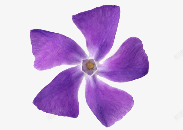 五个花瓣的小花png免抠素材_新图网 https://ixintu.com 像风车 漫烂 紫色 鲜艳