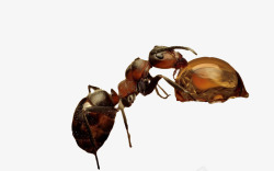 棕色蚂蚁蚂蚁爱上蜂蜜高清图片