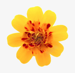 茂盛黄色鲜艳包着中心的一朵大花实物高清图片