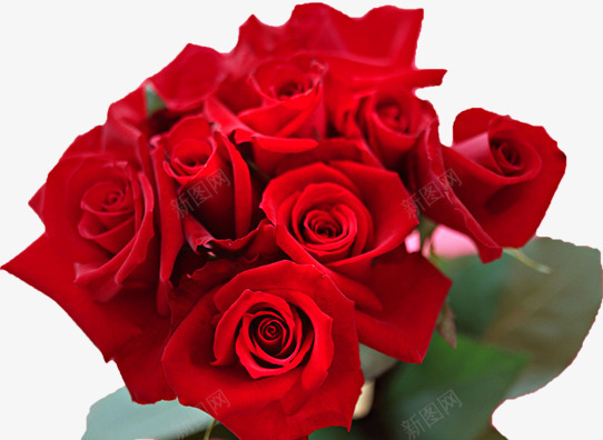 红色鲜艳玫瑰花朵盛开png免抠素材_新图网 https://ixintu.com 玫瑰 盛开 红色 花朵 鲜艳