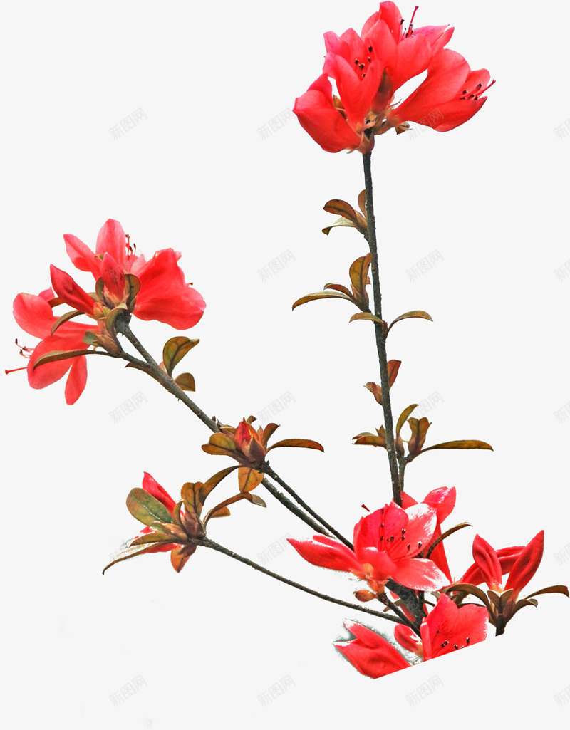 红色鲜艳花朵装饰png免抠素材_新图网 https://ixintu.com 红色 花朵 装饰 鲜艳