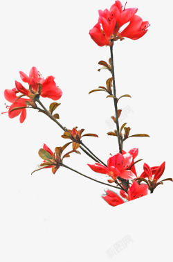 红色鲜艳花朵装饰素材