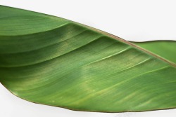 大片绿色香蕉叶子素材