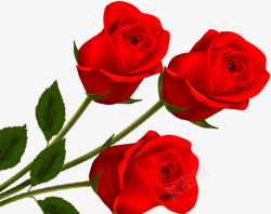 鲜艳红玫瑰素材
