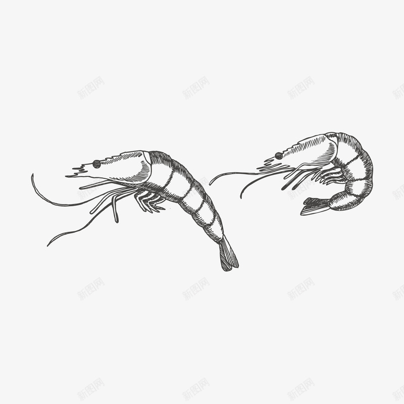 手绘大虾线稿png免抠素材_新图网 https://ixintu.com 单线稿 大虾 大虾简笔画 手绘 线稿