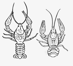 小龙虾线精美小龙虾线稿矢量图高清图片