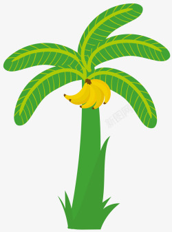 黄绿色果实香蕉树素材