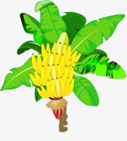 香蕉树素材