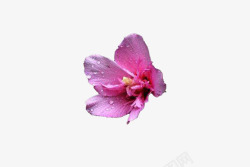 单朵紫金花素材