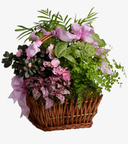鲜艳花篮花朵花篮高清图片