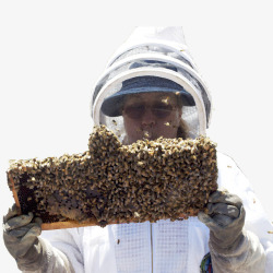 蜜蜂巢手拿一巢蜜蜂高清图片