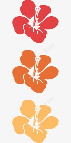 槿三朵鲜艳的花高清图片