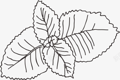 草药png免抠素材_新图网 https://ixintu.com 勾线图 树叶 植物 线稿图 草药