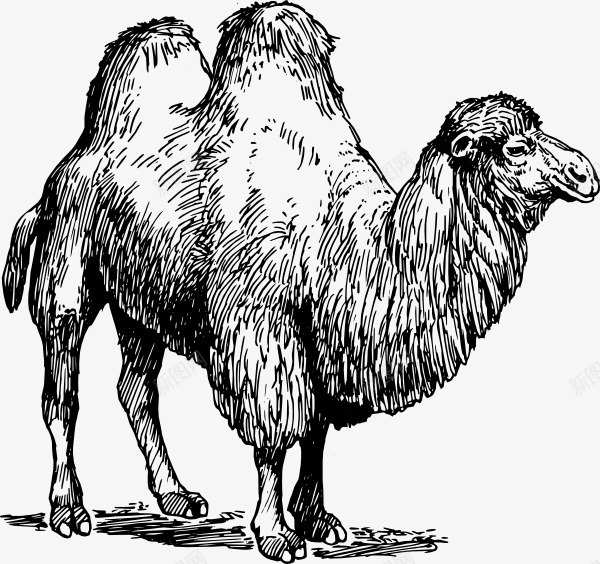 手绘骆驼png免抠素材_新图网 https://ixintu.com 单线稿 双峰驼 手绘 线稿 驼峰 骆驼 骆驼科生物