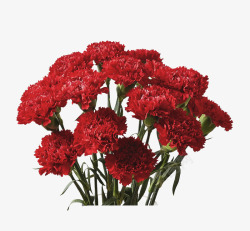 红色鲜艳的夏季花束素材