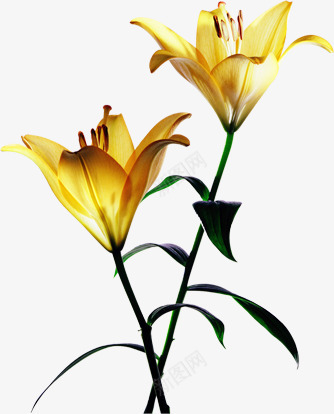 黄色夏日鲜艳花朵植物png免抠素材_新图网 https://ixintu.com 夏日 植物 花朵 鲜艳 黄色
