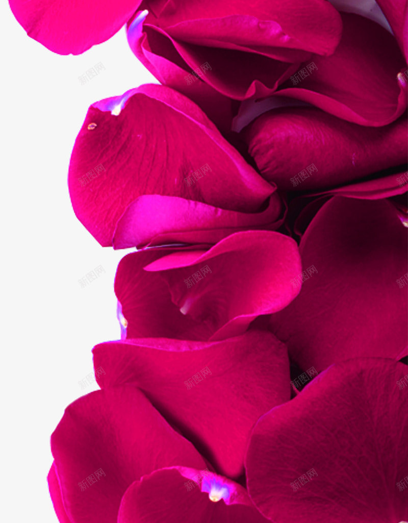 红色鲜艳的玫瑰花花瓣png免抠素材_新图网 https://ixintu.com 玫瑰花 红色 花瓣 设计 鲜艳