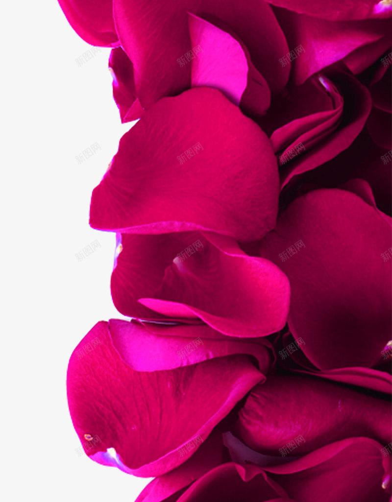 红色鲜艳的玫瑰花花瓣png免抠素材_新图网 https://ixintu.com 玫瑰花 红色 花瓣 设计 鲜艳