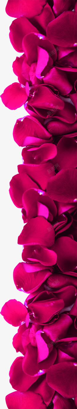 红色鲜艳的玫瑰花花瓣素材