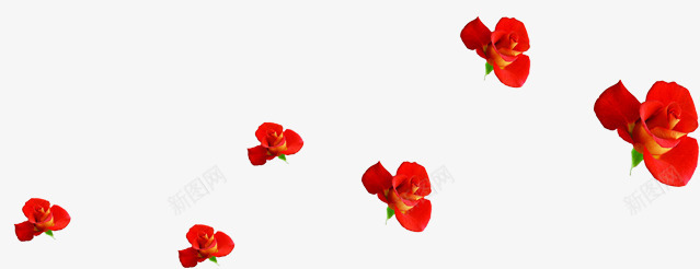 红色鲜艳花朵玫瑰png免抠素材_新图网 https://ixintu.com 玫瑰 红色 花朵 鲜艳