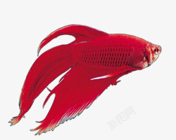 唯美大红色大红锦鲤高清图片