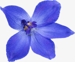 蓝色鲜艳花朵装饰素材