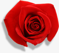 鲜艳红玫瑰素材