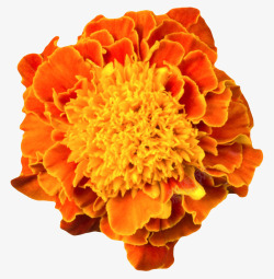 橙红色鲜艳的凌乱的一朵大花实物素材