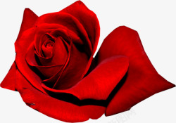 鲜艳的红玫瑰素材