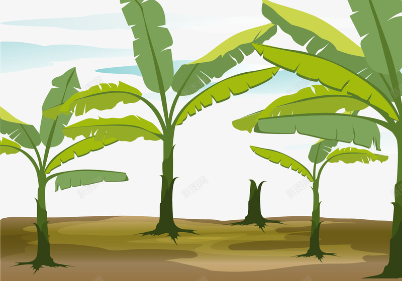 亚热带地区香蕉树png免抠素材_新图网 https://ixintu.com 农林种植 园林 土地 未成熟 果园 果树 香蕉