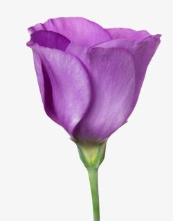 开苞紫色植物没盛开的一朵大花实物高清图片