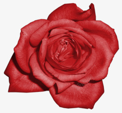 红色鲜艳绽放玫瑰素材