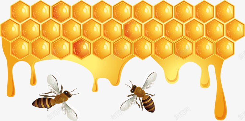 金黄色蜂巢png免抠素材_新图网 https://ixintu.com 蜂巢 蜂蜜 蜜蜂 黄色