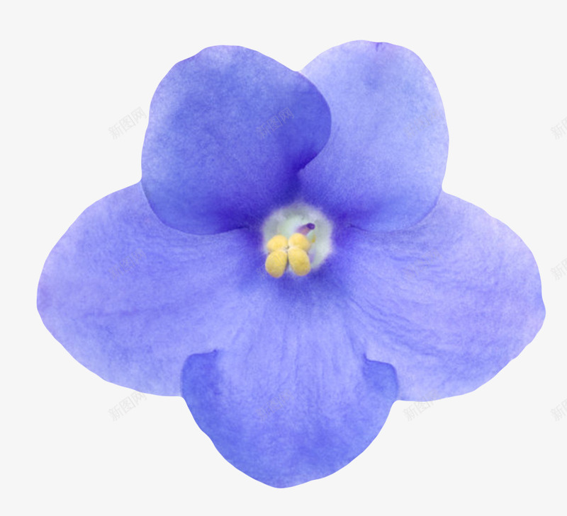 蓝色鲜艳的透白的一朵大花实物png免抠素材_新图网 https://ixintu.com 一朵大花 植物界 花冠 花卉 花托 花芯 花萼 草本植物 透白