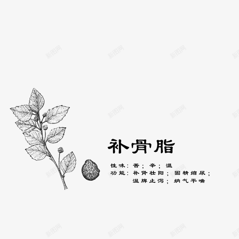 中药材线稿补骨脂png免抠素材_新图网 https://ixintu.com 手绘中药材