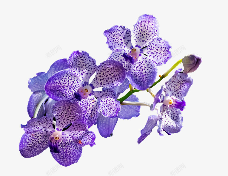 鲜艳的紫色兰花png免抠素材_新图网 https://ixintu.com 兰花 白色 紫色 绘画
