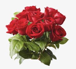 红色鲜艳的玫瑰花装饰素材