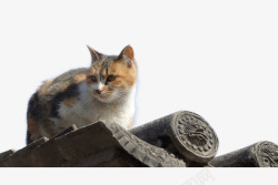 屋檐上的猫咪素材