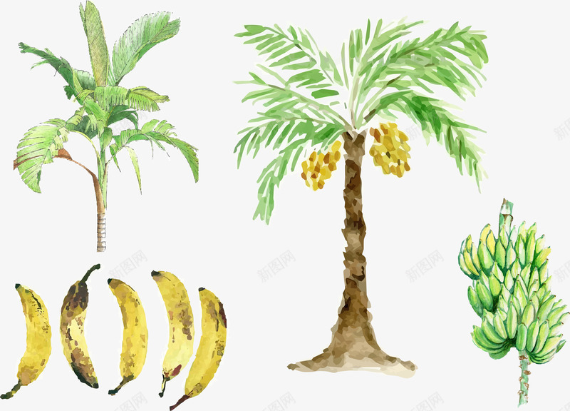 香蕉树原图png免抠素材_新图网 https://ixintu.com 热带雨林 香蕉 香蕉树