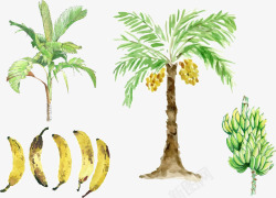 香蕉树原图素材
