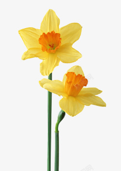 黄色柄两朵艳丽的浅黄花高清图片