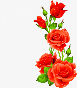 红色鲜艳玫瑰露珠素材