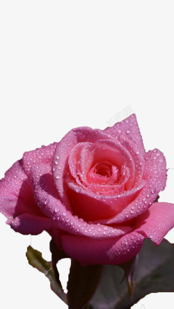沾有露水的粉色玫瑰素材