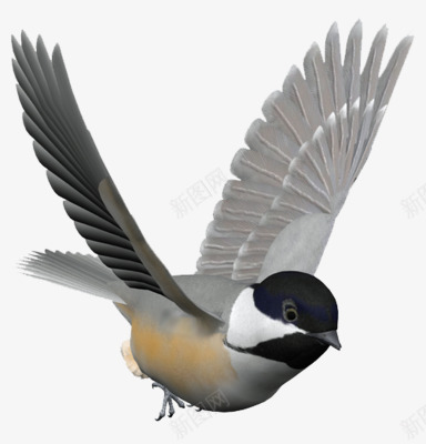 虫鸟png免抠素材_新图网 https://ixintu.com 在飞的鸟 鸟 黑白颜色的鸟